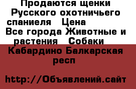 Продаются щенки Русского охотничьего спаниеля › Цена ­ 25 000 - Все города Животные и растения » Собаки   . Кабардино-Балкарская респ.